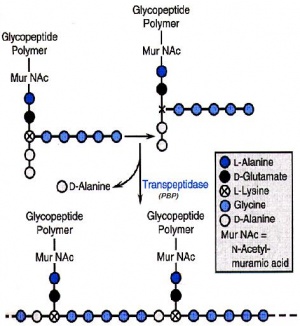 Schema della formazione di legami crociati nella biosintesi della parete cellulare batterica.