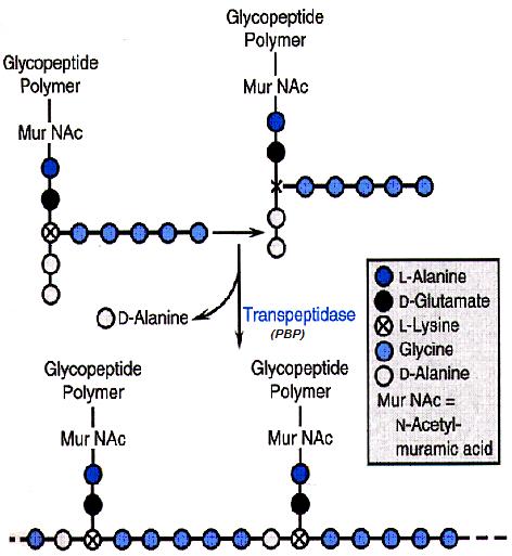 Schema della formazione di legami crociati nella biosintesi della parete cellulare batterica