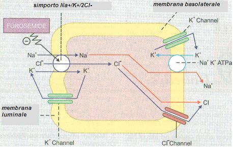 meccanismo d'azione del furosemide